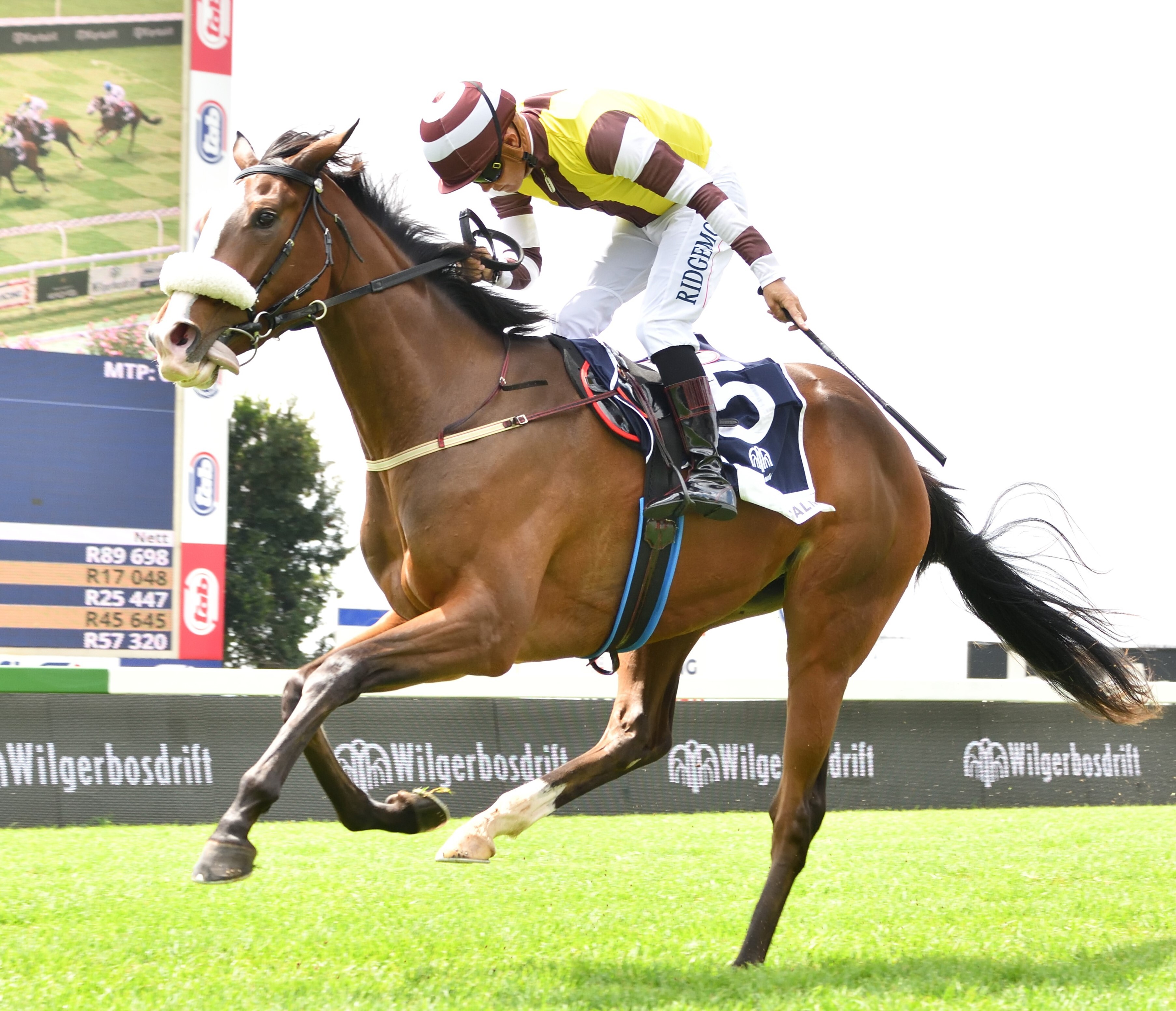 Greeff'S Midas touch to continue with Golden Palm